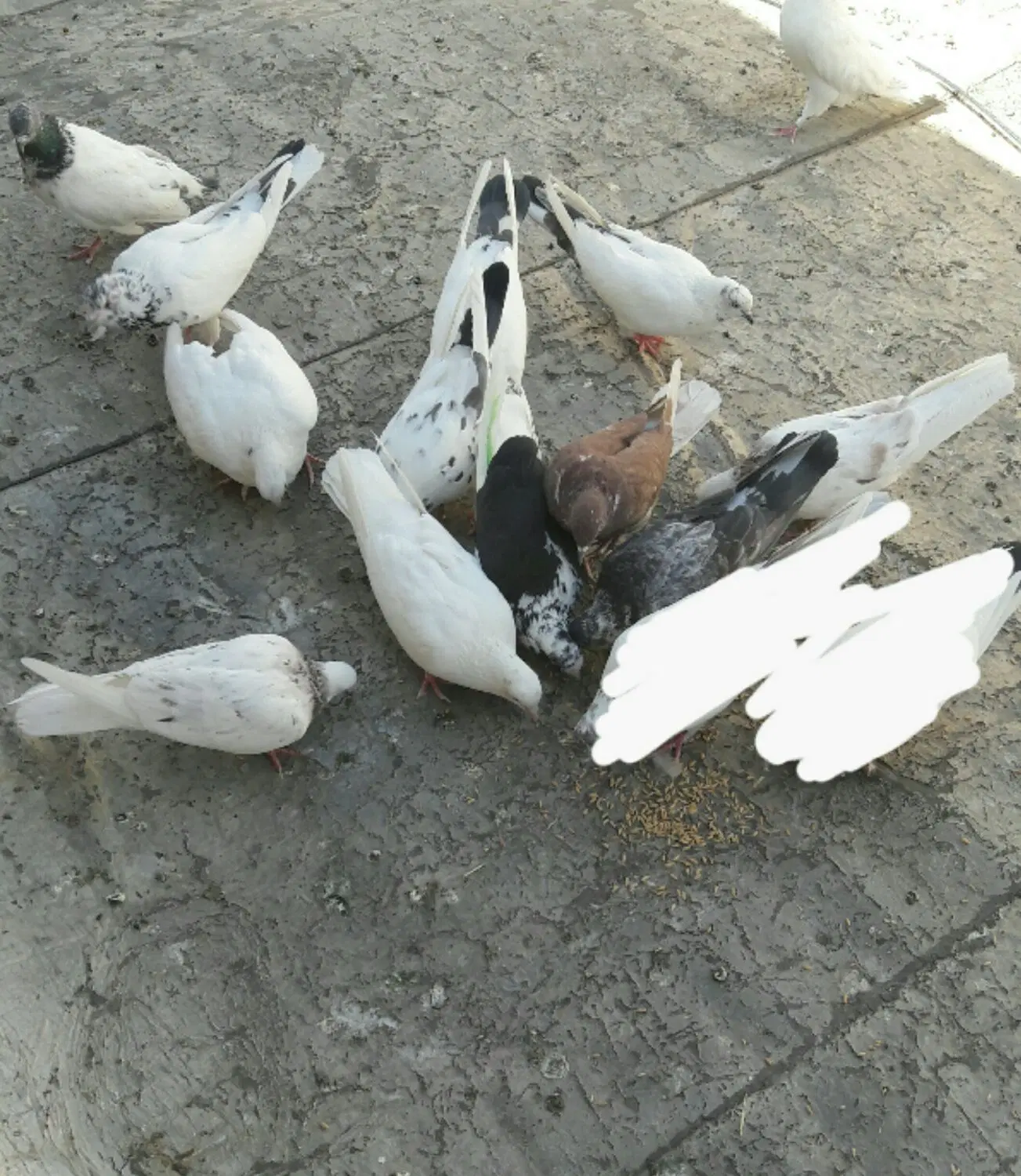 کبوتر|پرنده|اراک, |دیوار