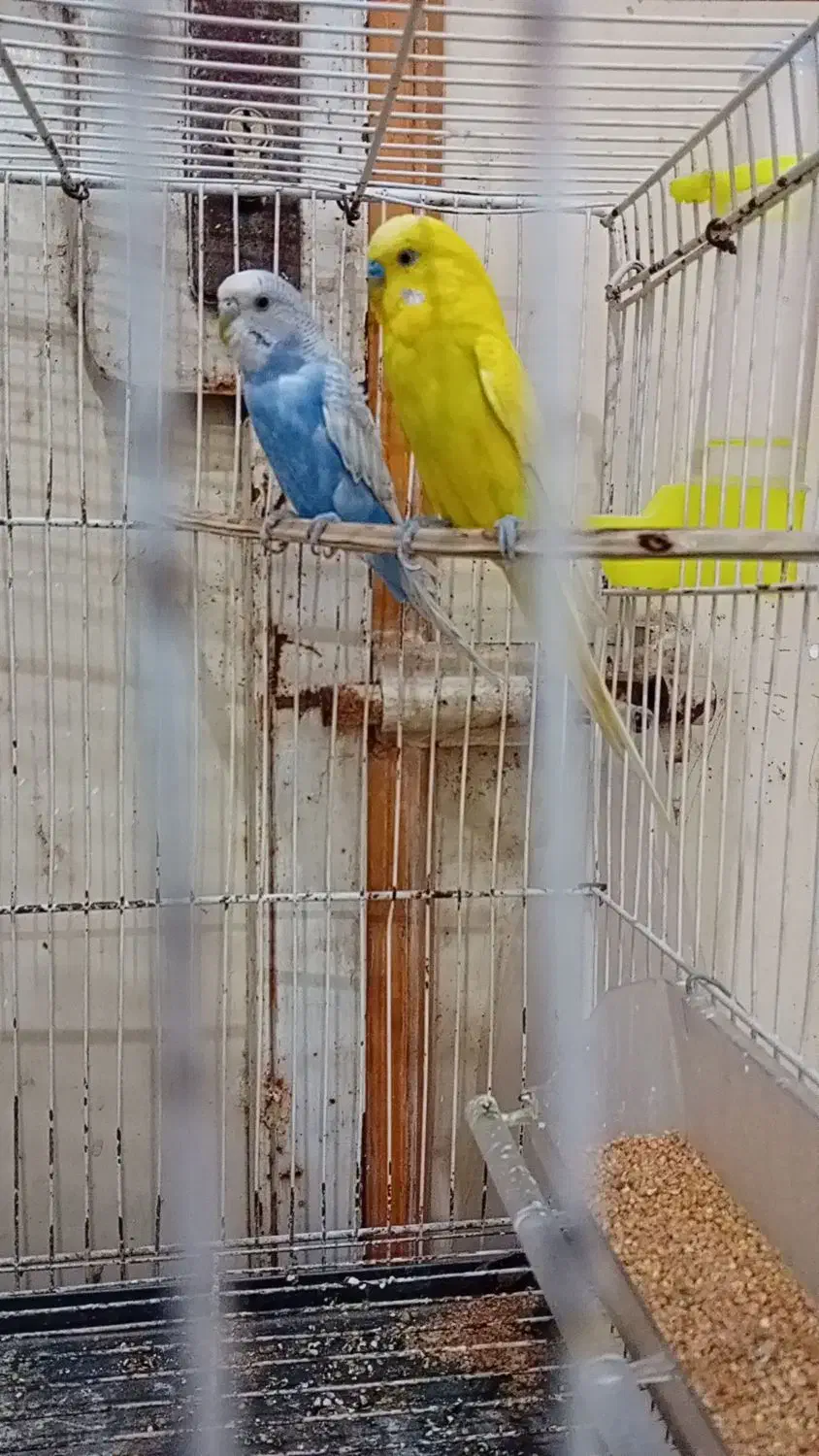 جفت مرغ عشق. ماده اسپانگل. نرم زرد کاشانی|پرنده|زهک, |دیوار