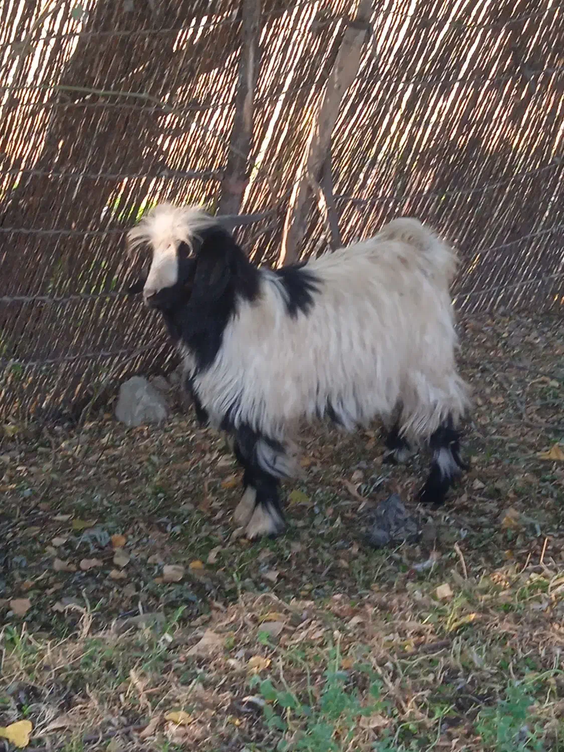 گیسکی نر|حیوانات مزرعه|پیرانشهر, |دیوار