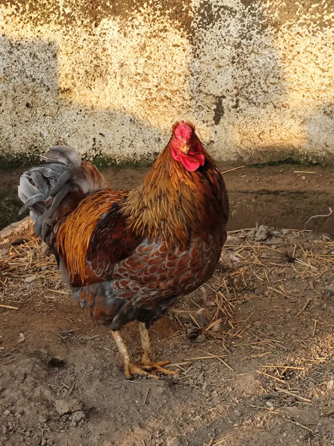 خروس ویاندوت بلورد|حیوانات مزرعه|گرگان, |دیوار