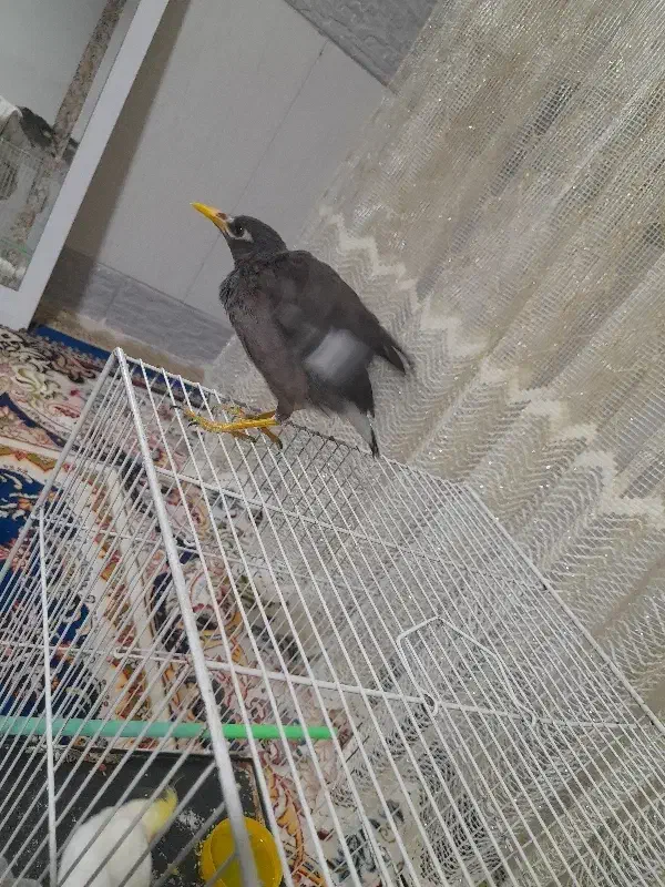 جوجه مینا دستی و رام|پرنده|تربت جام, یحیی آباد|دیوار