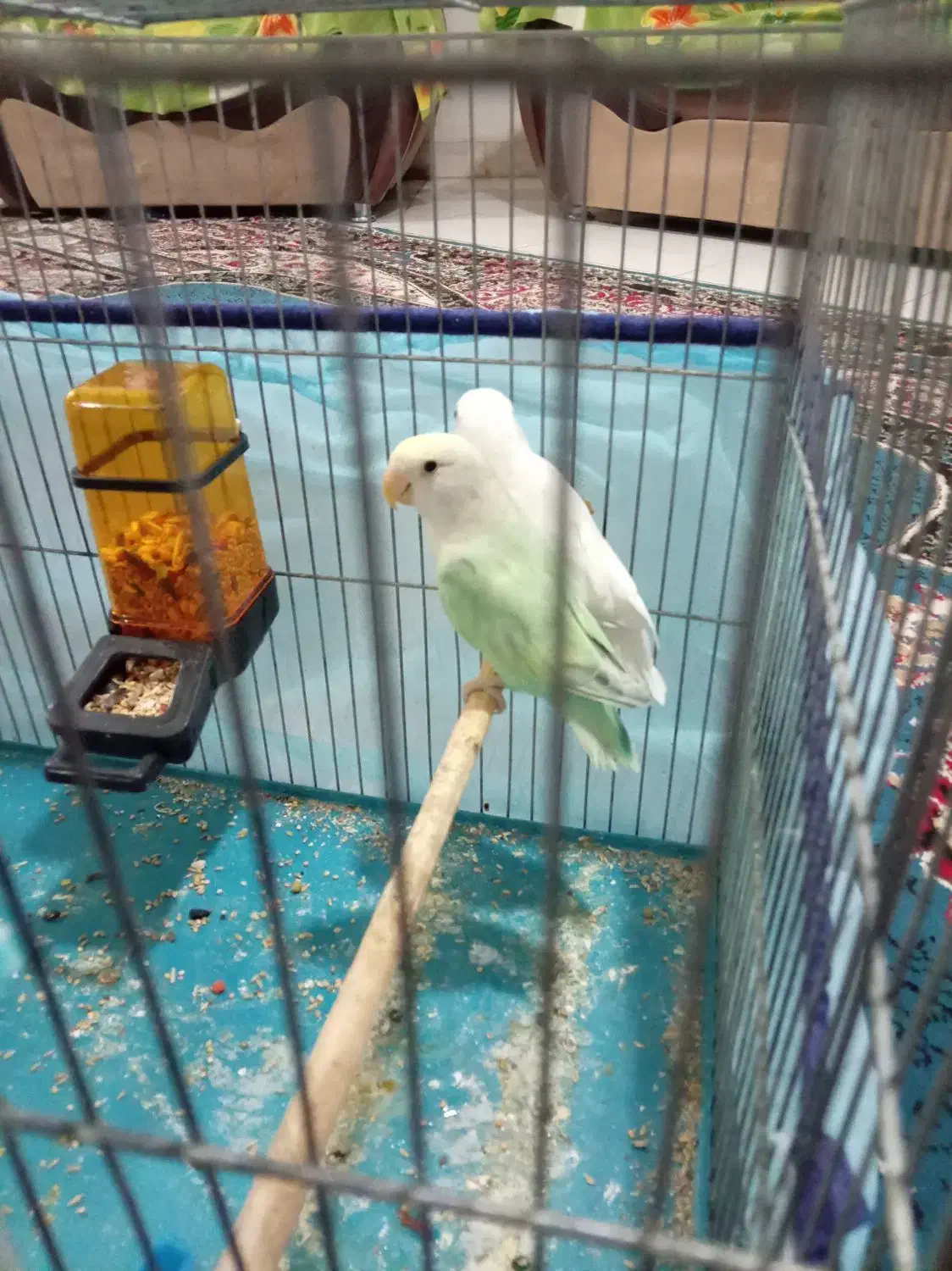 طوطی برزیلی|پرنده|شیراز, محراب|دیوار