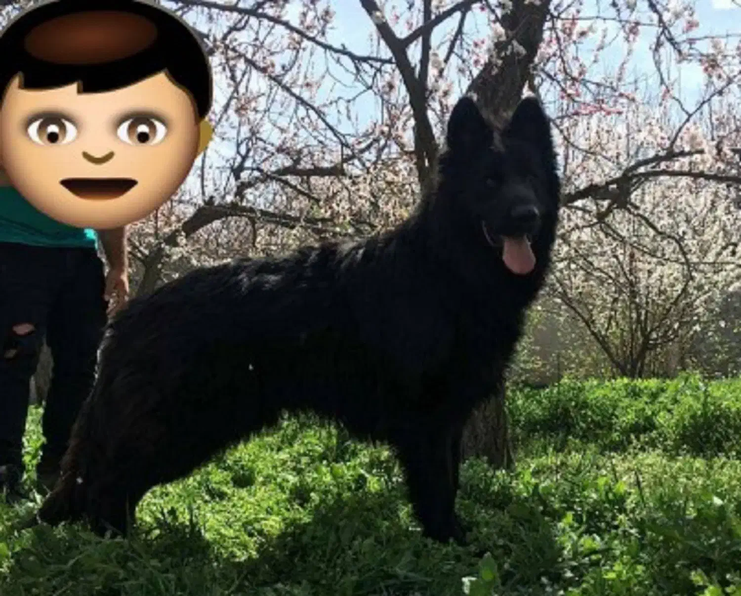 توله های موبلند کینگ سایز مشکی و دورنگ ژرمن شولاین|سگ|تهران, پردیسان|دیوار