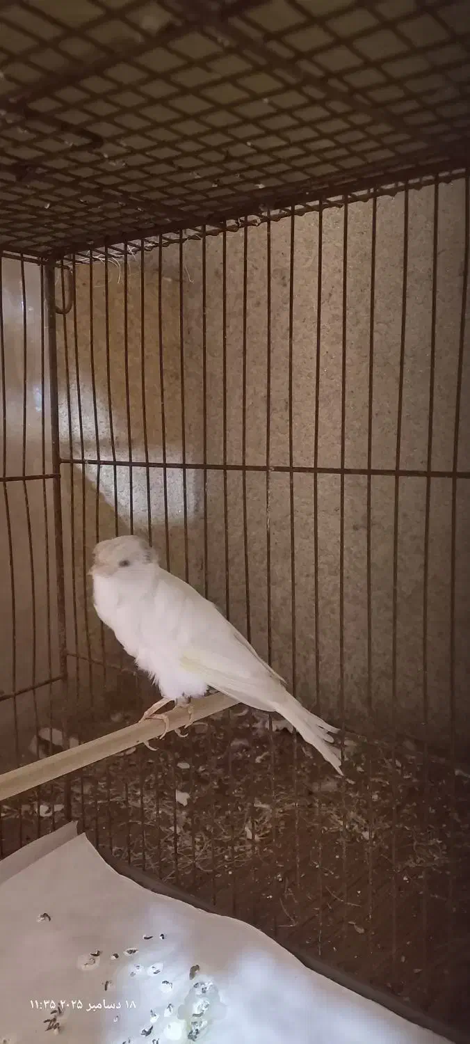 قناری سوپری سفید کاکولی|پرنده|رشت, صفاری|دیوار