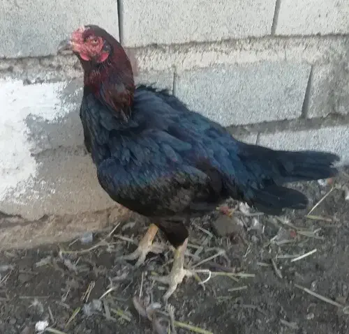 مرغ لاری اصیل|حیوانات مزرعه|نگین شهر, |دیوار