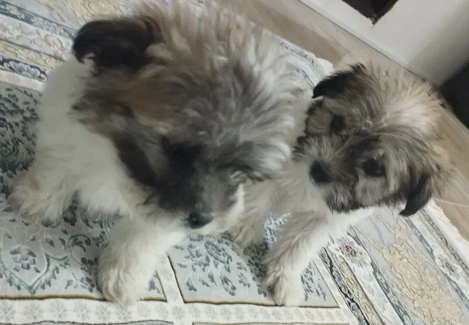 سگ پاکوتاه|سگ|بجنورد, |دیوار