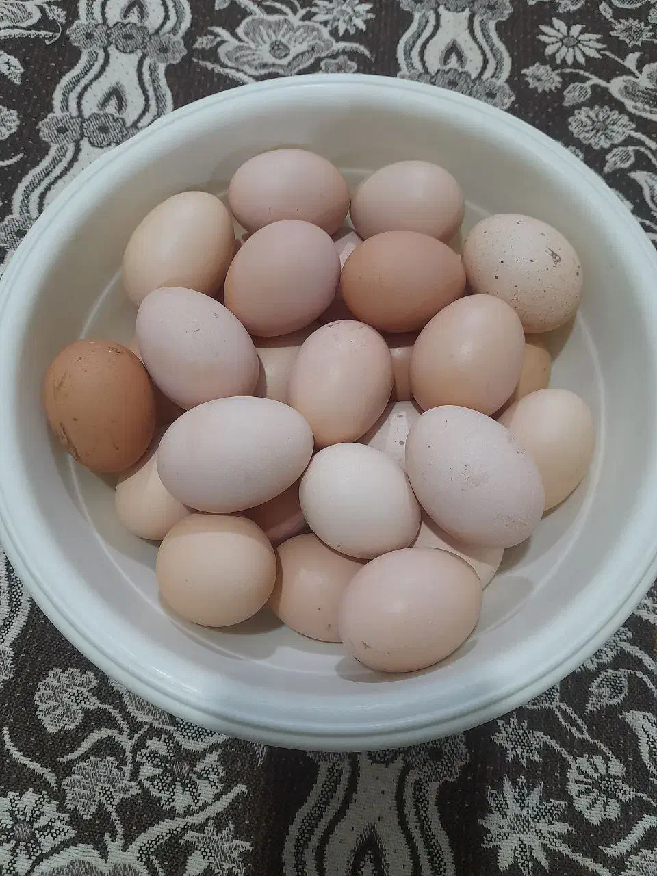 تخم مرغ|خوردنی و آشامیدنی|نیشابور, ابراهیمی|دیوار