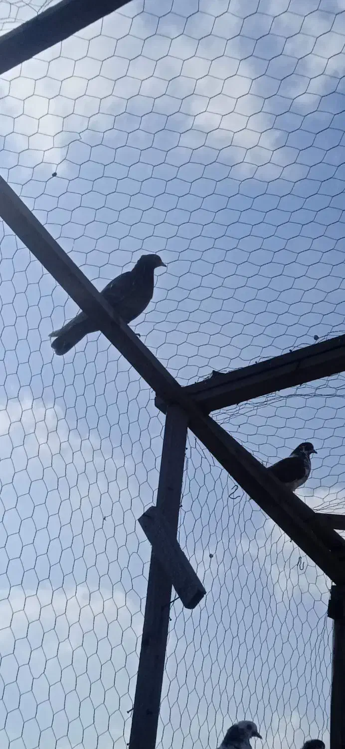 کبوتر|پرنده|رشت, جانبازان|دیوار