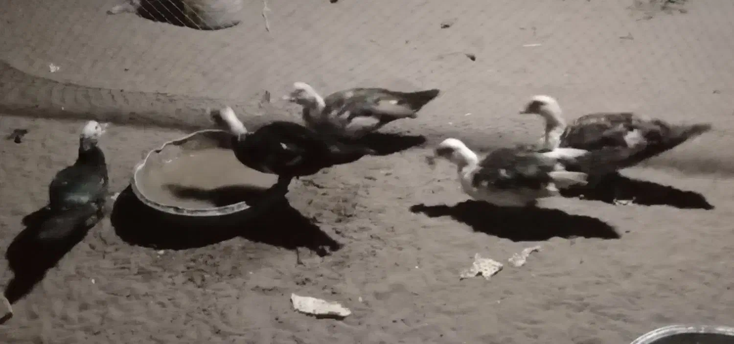 اردک ایسرایلی  اردک دورگه|حیوانات مزرعه|چاف و چمخاله, |دیوار