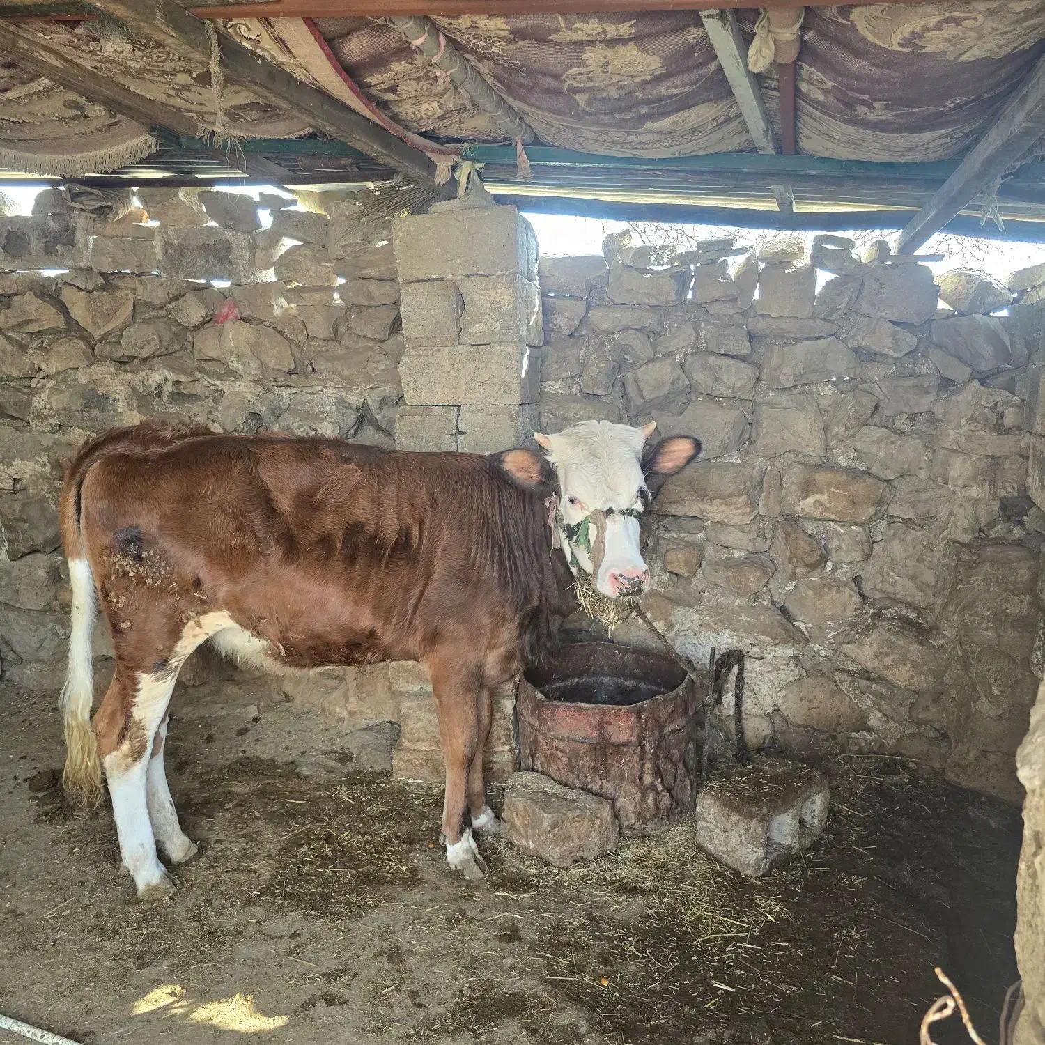 گاو|حیوانات مزرعه|دهدشت, |دیوار