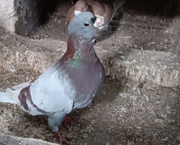 کبوتر پشت زاغ سار|پرنده|طبس, |دیوار