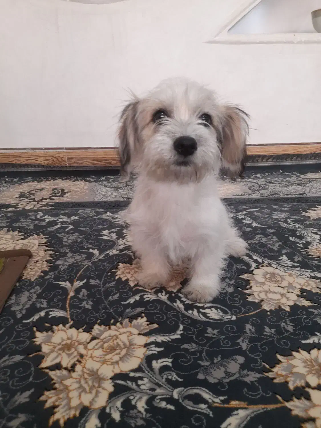 سگ سوپر فلت واگذار|سگ|رباطکریم, رباطکریم|دیوار