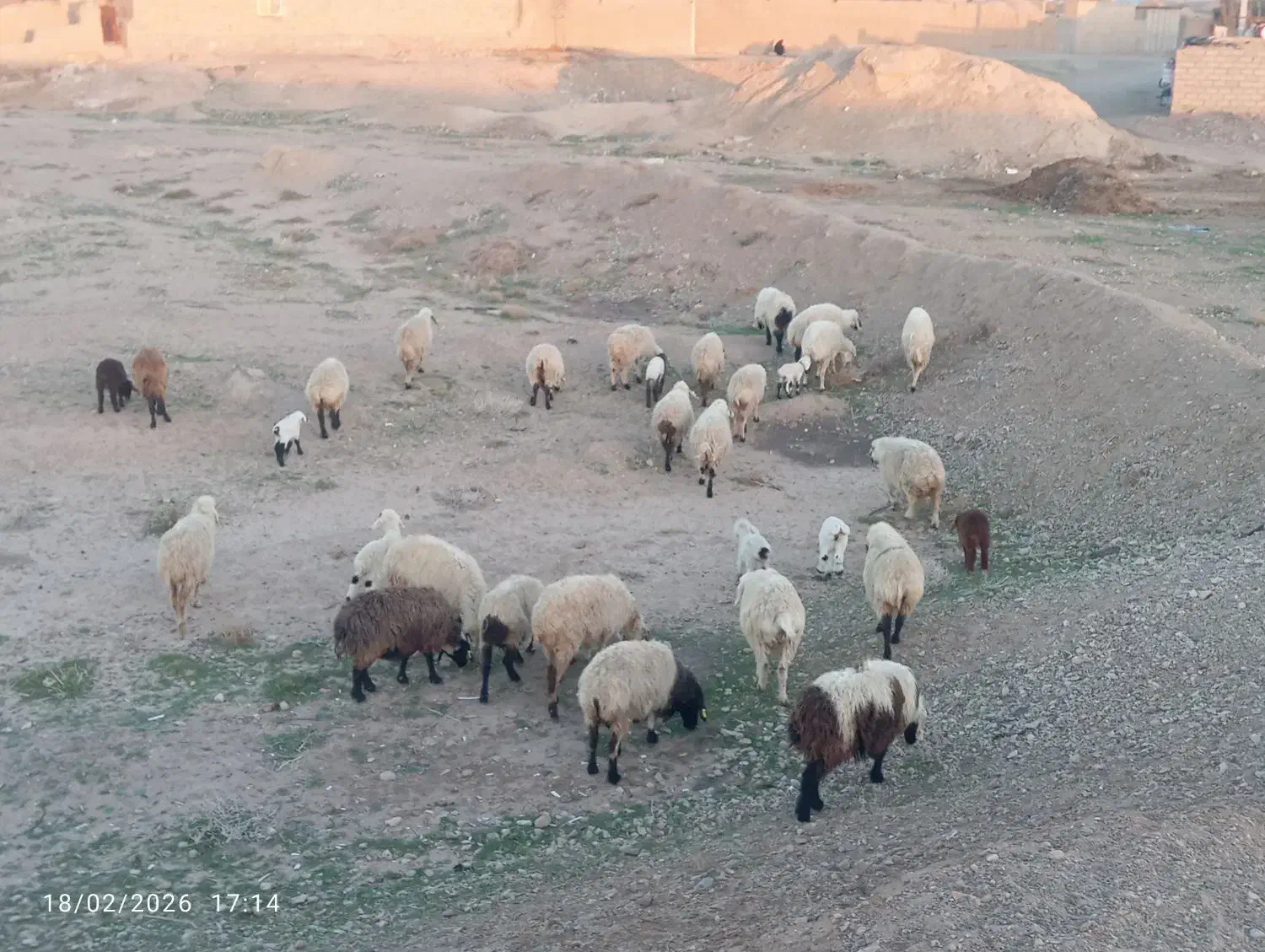 24میش داشتی|حیوانات مزرعه|خوسف, |دیوار