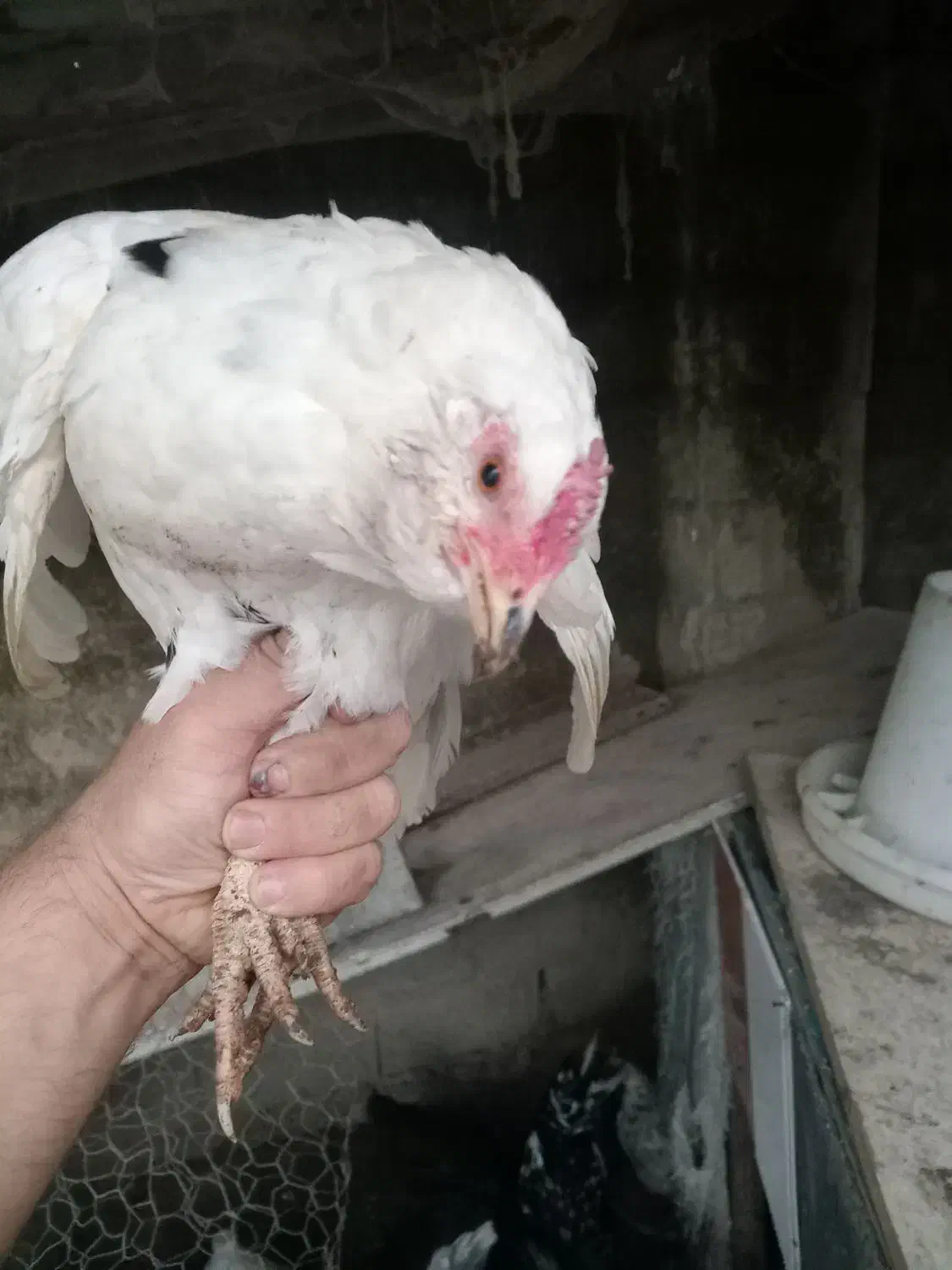 مرغ گلین|حیوانات مزرعه|رشت, بیجارپس|دیوار