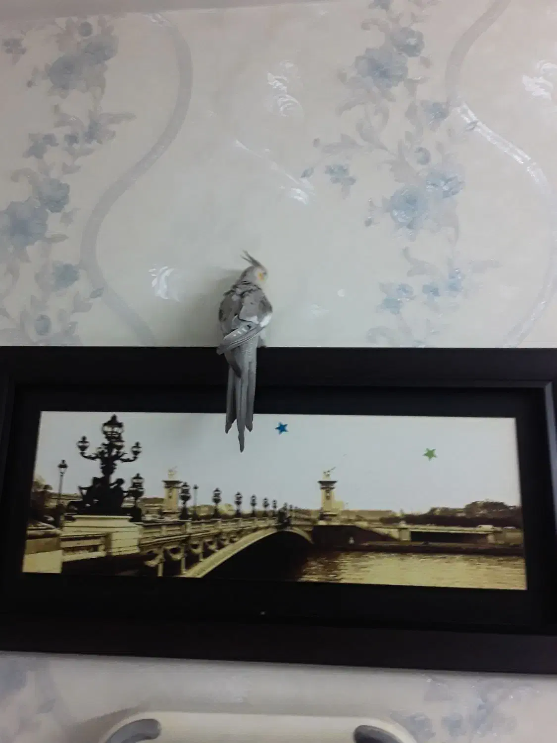 عروس هلندی ومرغ عشق|پرنده|ملارد, |دیوار