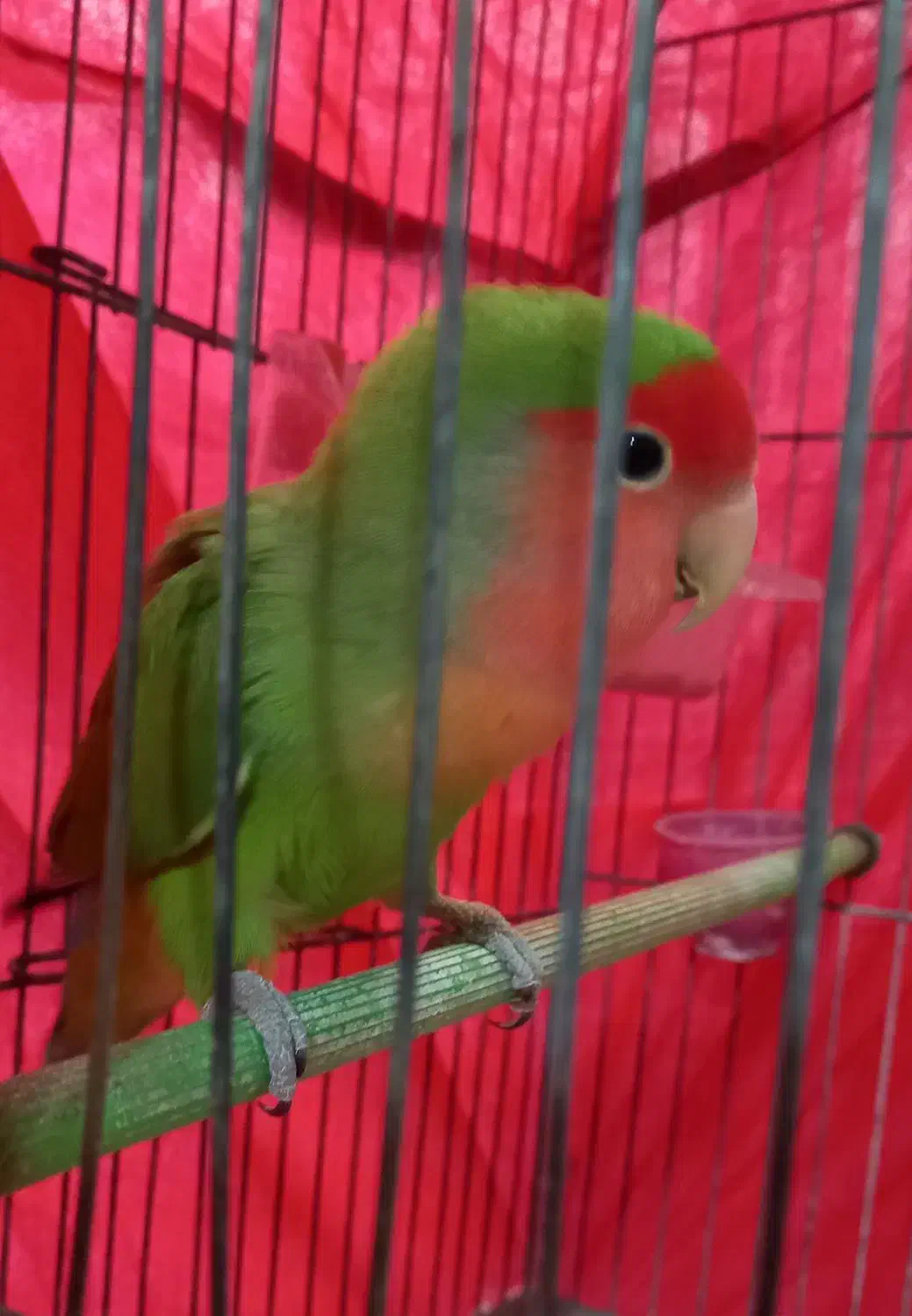 طوطی دستی|پرنده|تاکستان, |دیوار