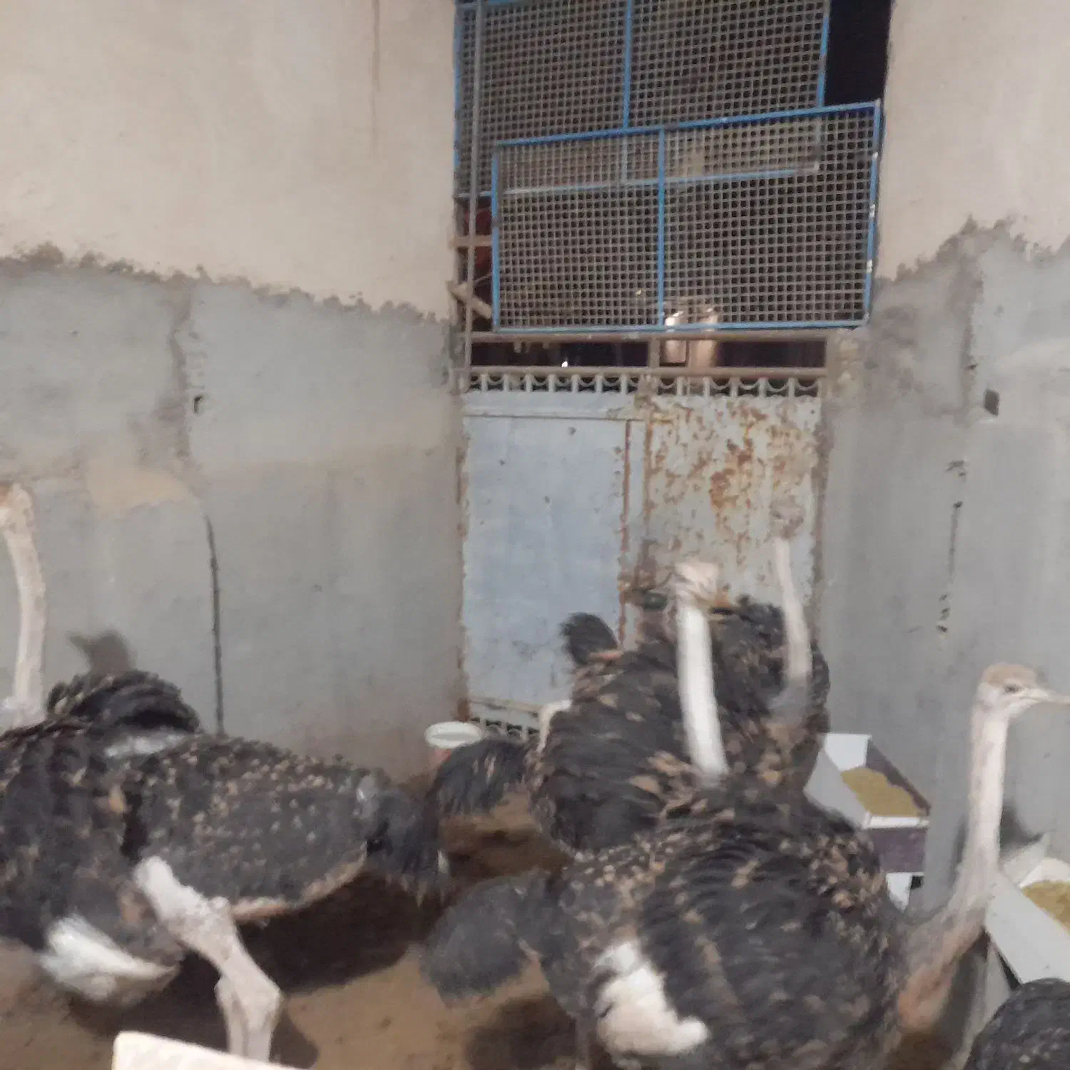 شتر مرغ|حیوانات مزرعه|مشهد, بهار|دیوار