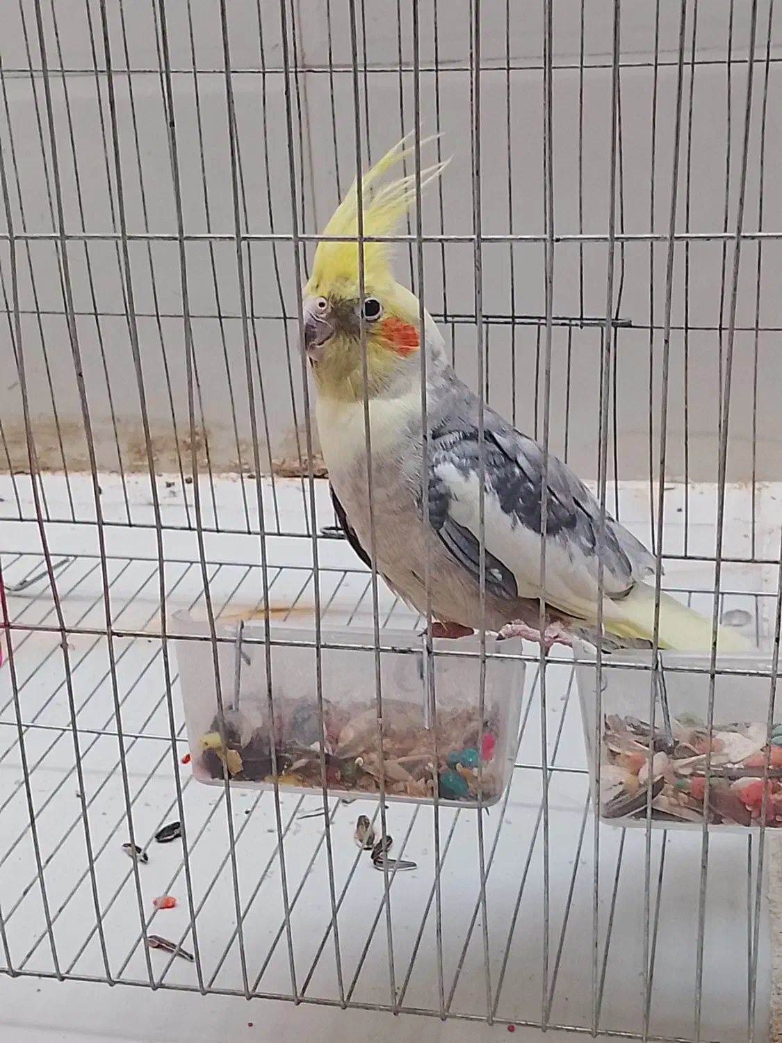 عروس هلندی نر رام|پرنده|سرپل ذهاب, |دیوار