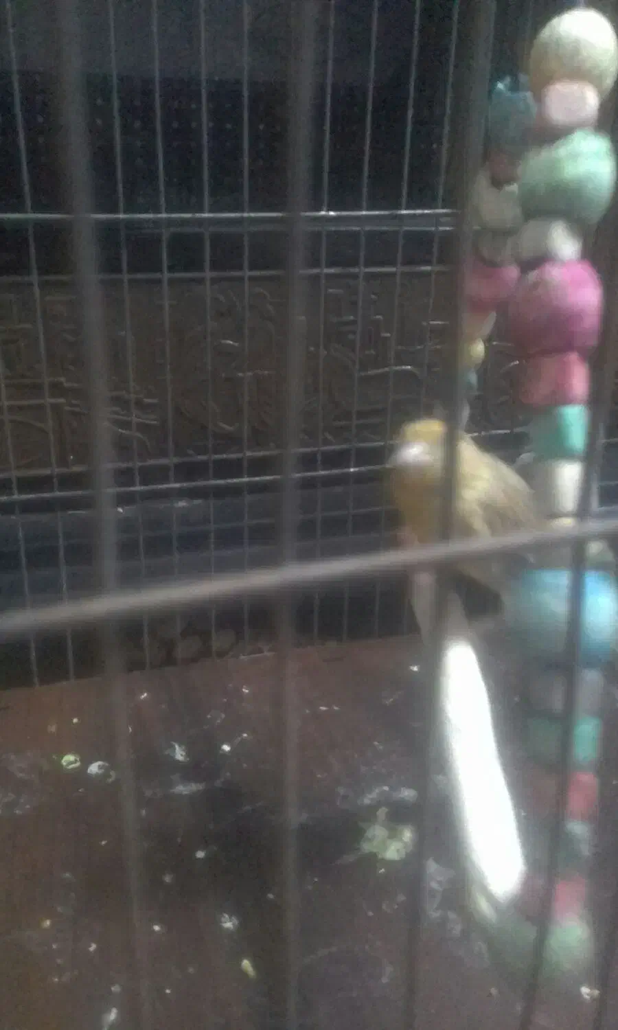 قناری  ماده.سهره نر|پرنده|سبزوار, قصبه غربی|دیوار