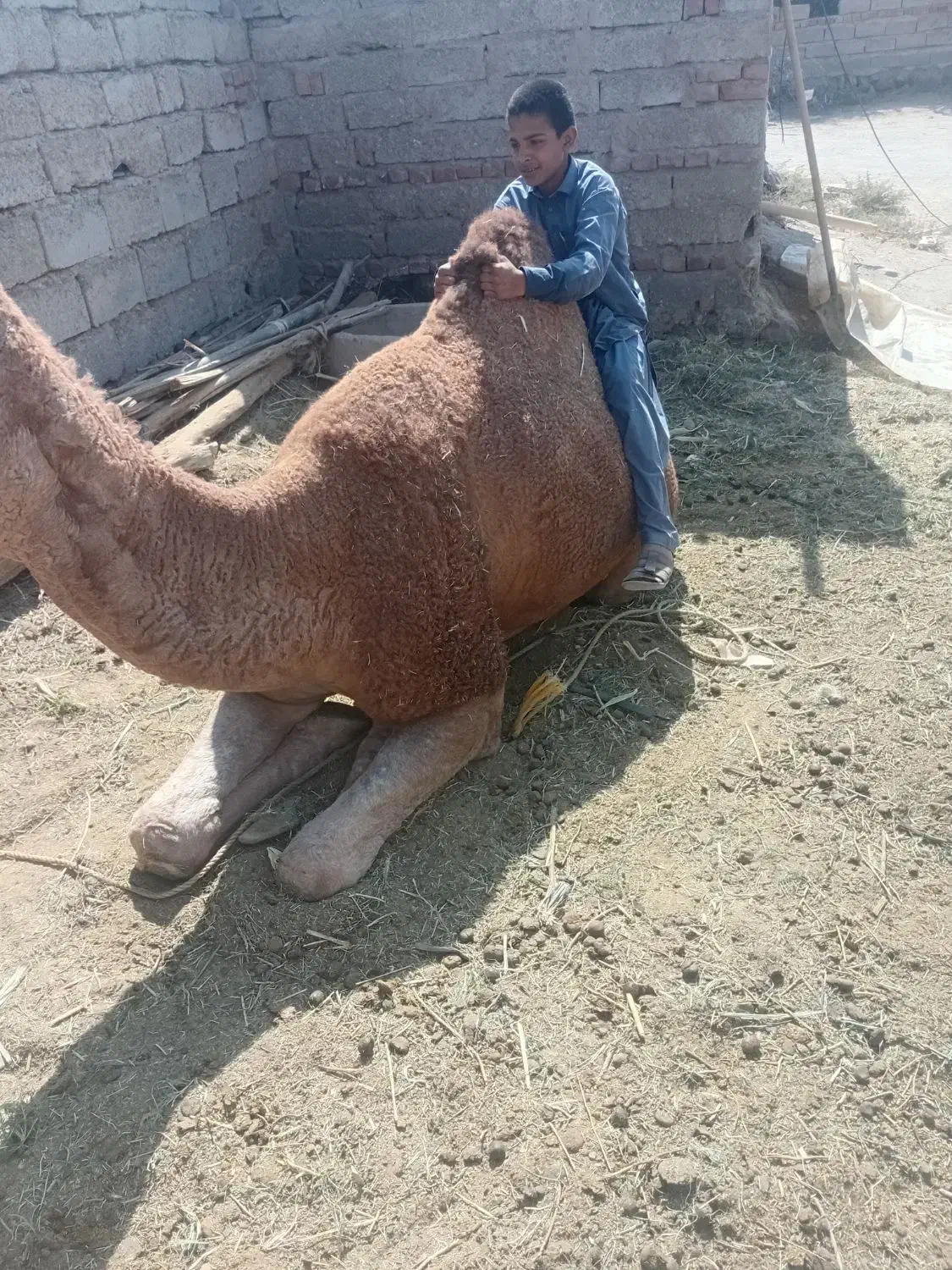 لوک سواری‌ومهاری‌مناسب‌گله‌شیش‌دندان‌رودباری‌اصیل|حیوانات مزرعه|خاش, |دیوار