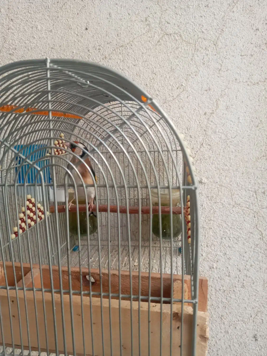 سهره سرسیاه و دورگ ماده|پرنده|شیراز, شاهچراغ|دیوار