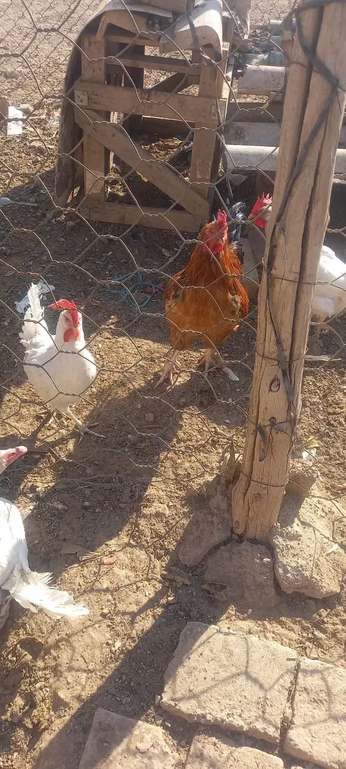 مرغ لاری خروس بوقلمون|حیوانات مزرعه|جعفرآباد, |دیوار