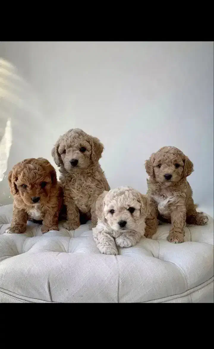 واگذاری پت های ۵۰۰ گرمی تا ۱ کیلو گرمی|سگ|شیراز, شهرک گلستان|دیوار