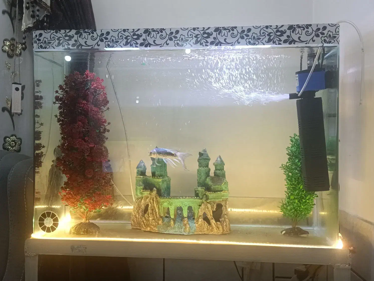 اکواریوم|ماهی|بابا حیدر, |دیوار