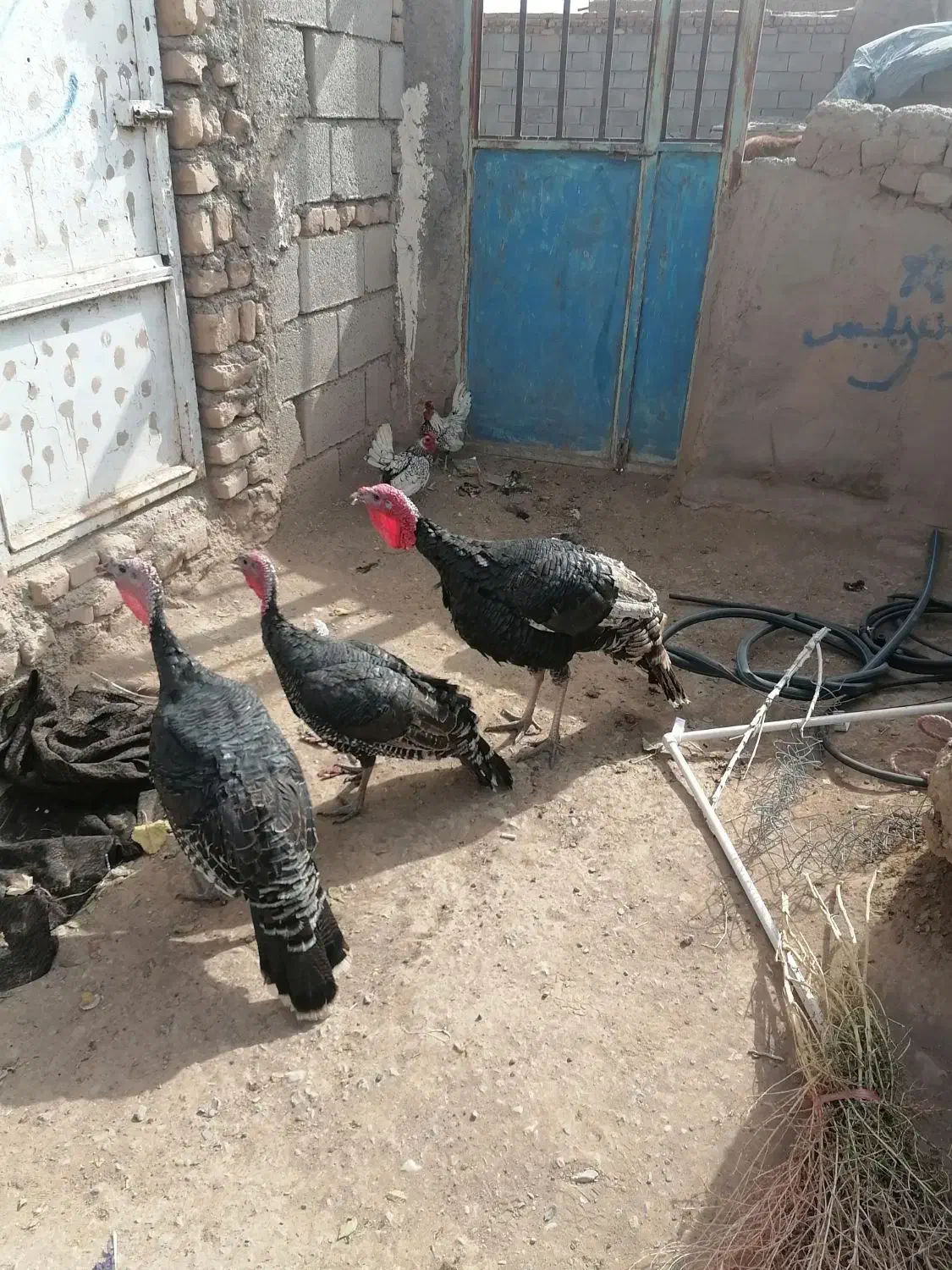 2بوغلمون نر و2تاماده و2تا خروس مینیا توری|حیوانات مزرعه|مه ولات, |دیوار