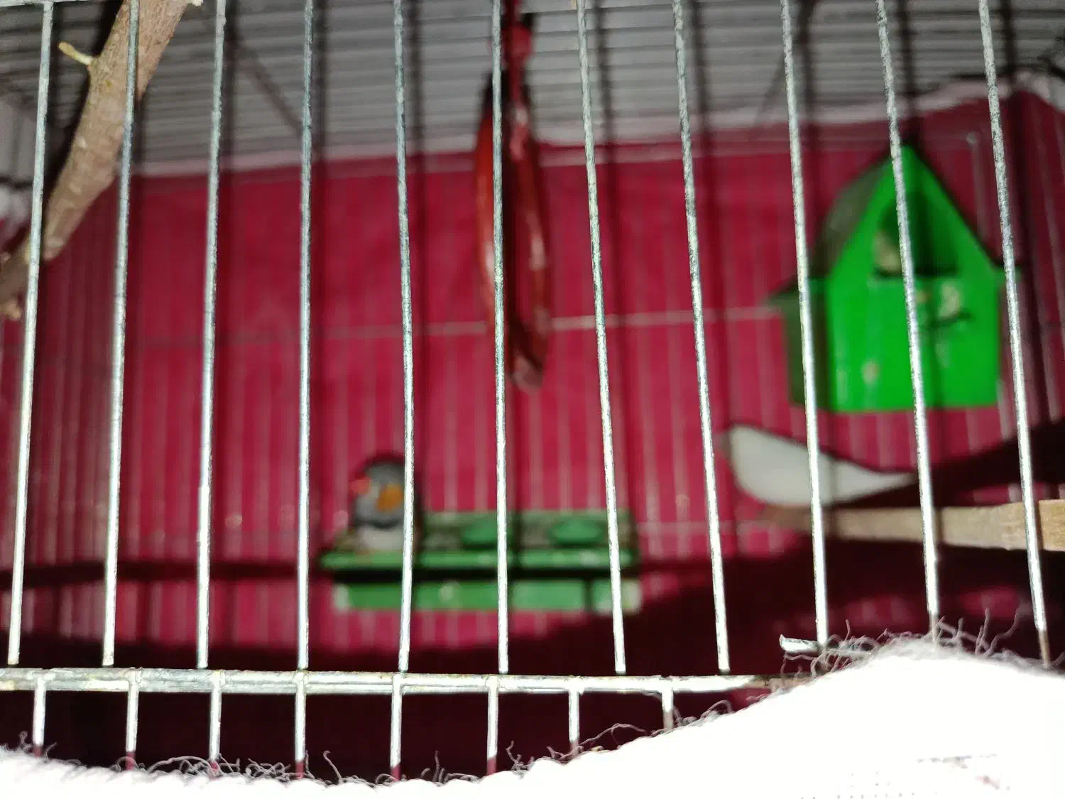 یک جفت فنچ تخم گذار|پرنده|بروجن, |دیوار