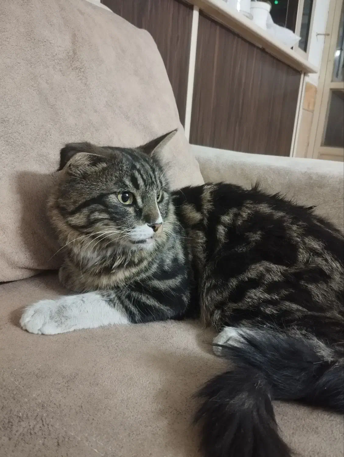 گربه|گربه|شاهرود, |دیوار