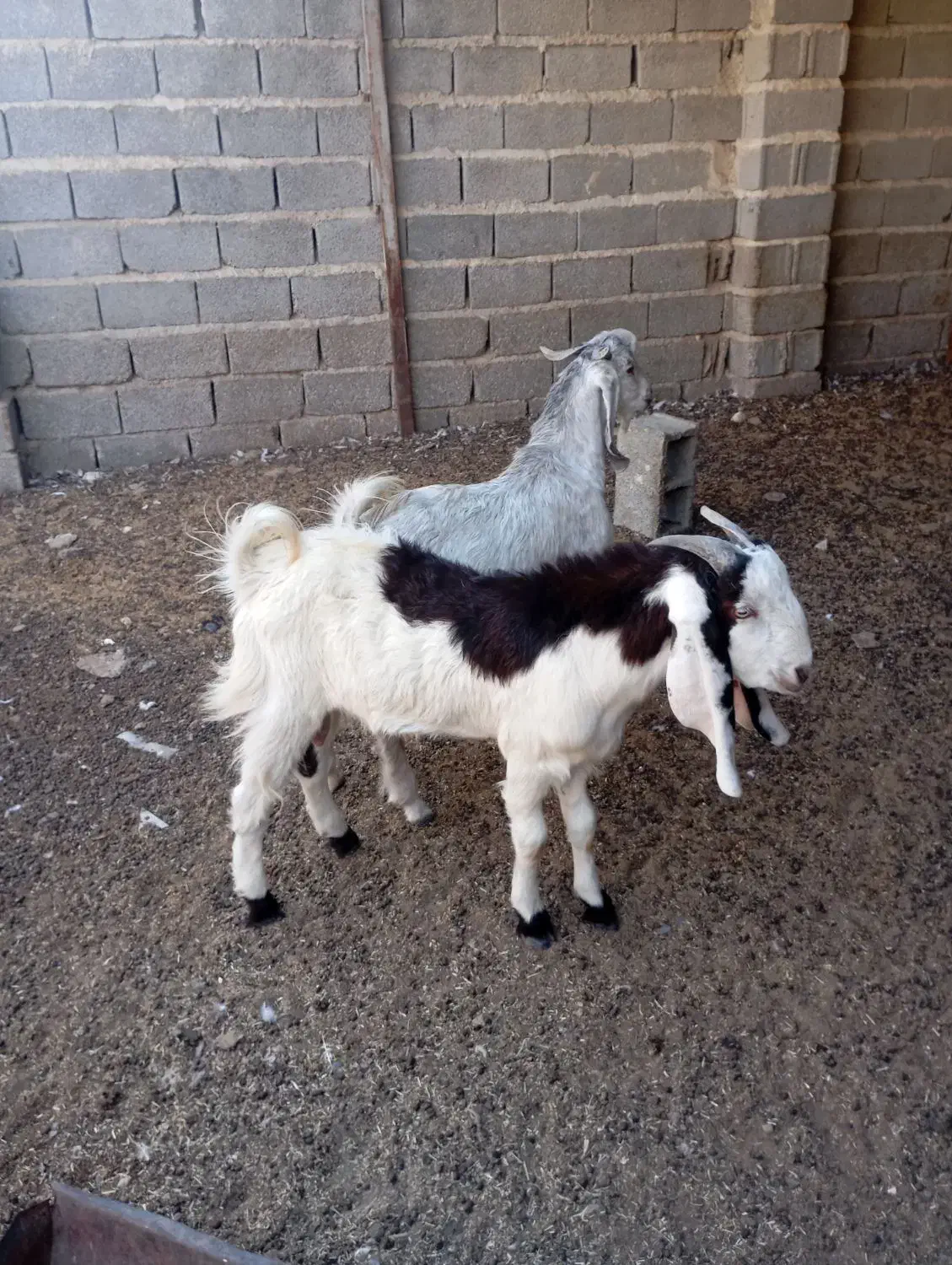 کهره نر|حیوانات مزرعه|سعدآباد, |دیوار