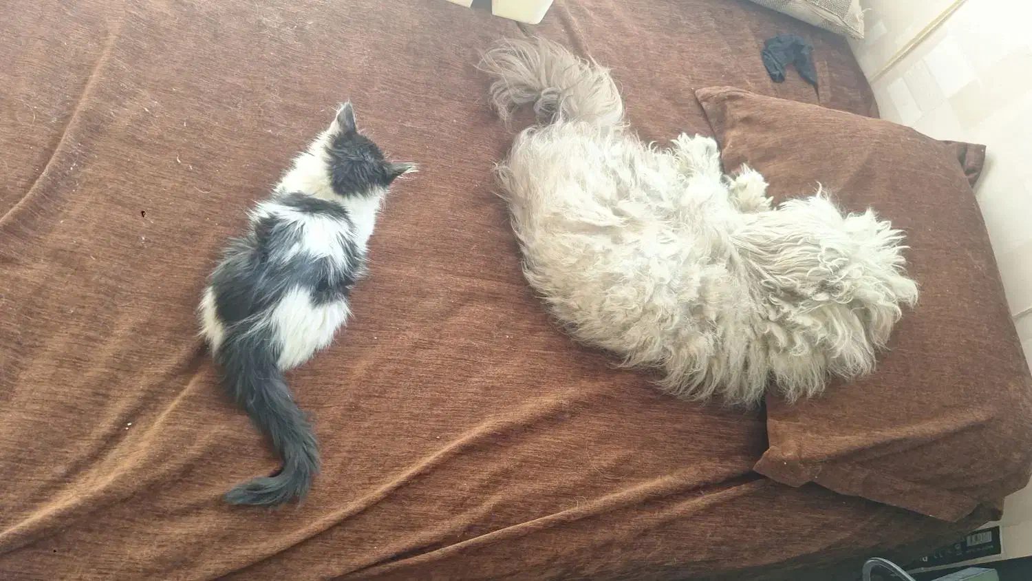 واگذاری پیشی|گربه|تهران, جوادیه تهرانپارس|دیوار