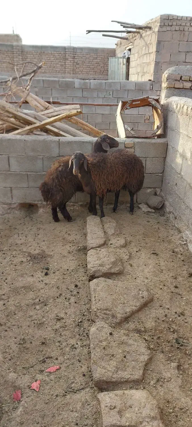 بره ماده هترو|حیوانات مزرعه|جلگه رخ, |دیوار