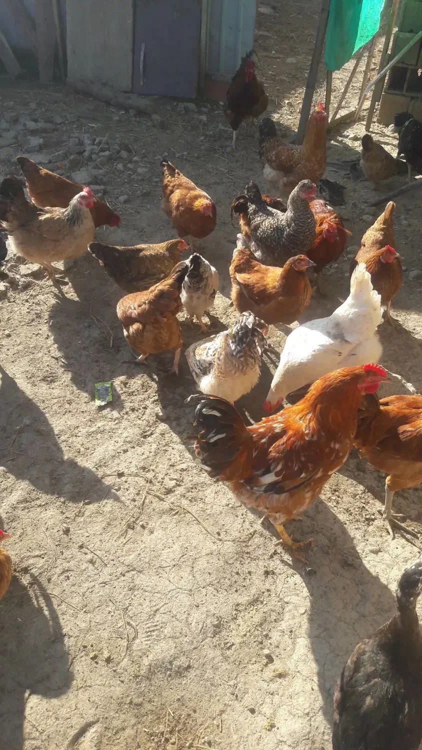فروش مرغ خروس محلی|حیوانات مزرعه|چمستان, |دیوار