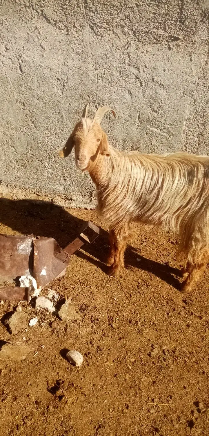 حیوانات مزرعه|حیوانات مزرعه|مرودشت, مجد آباد|دیوار