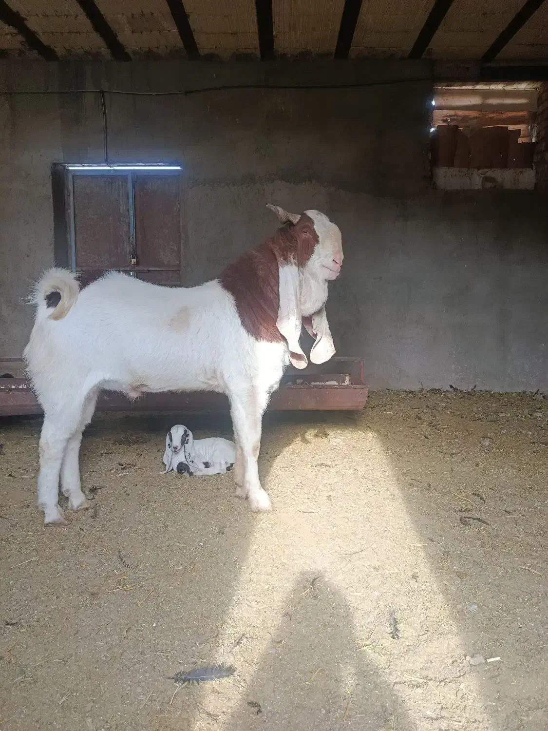 نر بز گلابی اصیل|حیوانات مزرعه|تربت‌حیدریه, بالا ولایت|دیوار