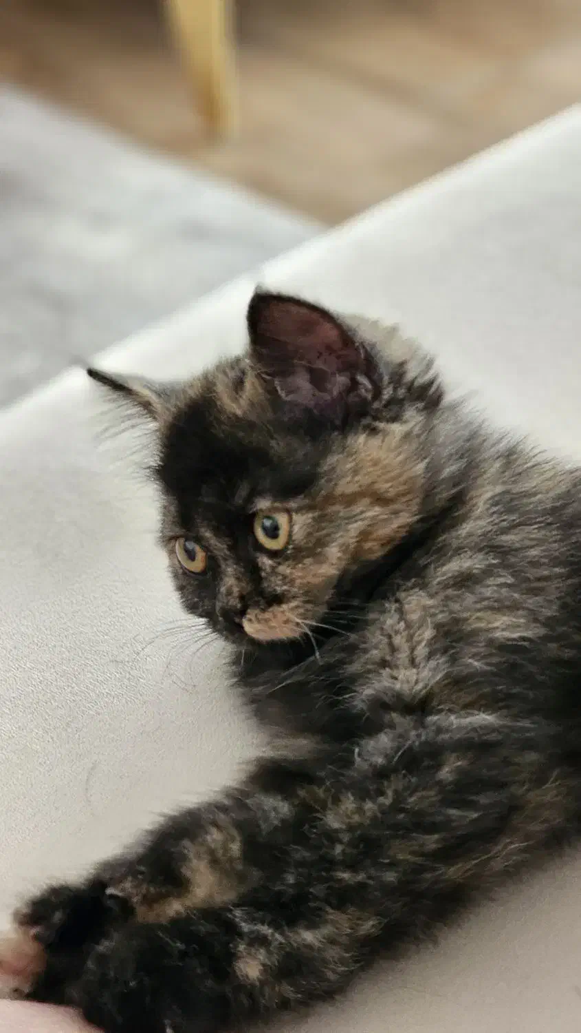 گربه بریتیش شورت هیر|گربه|گنبد کاووس, |دیوار