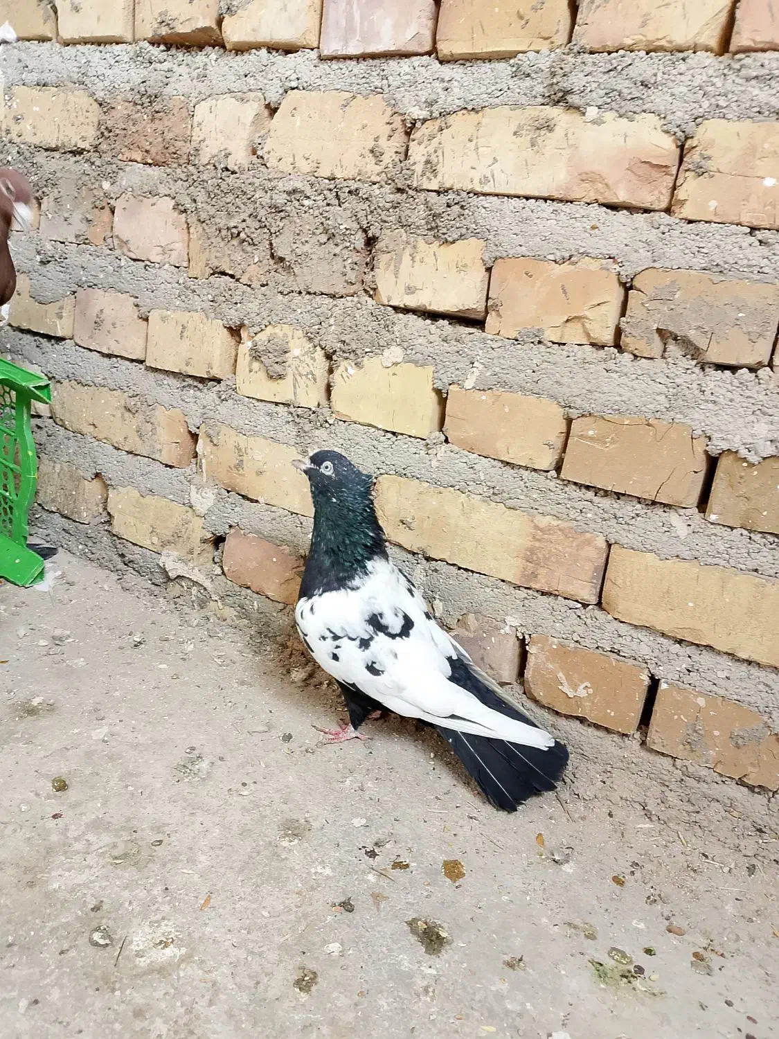 کفتر|پرنده|تایباد, |دیوار