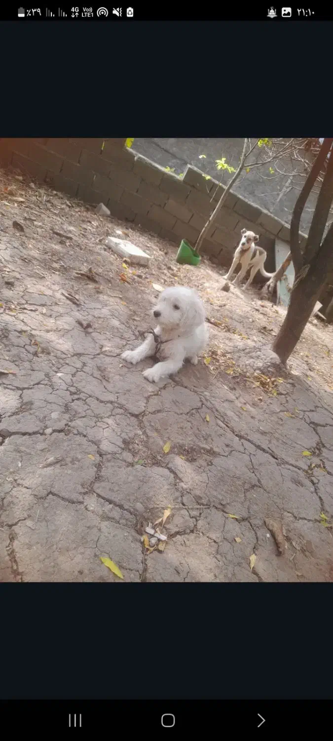 سگ پاکوتا معاوضه با لاری یا بوقلمون|سگ|قائم‌شهر, |دیوار