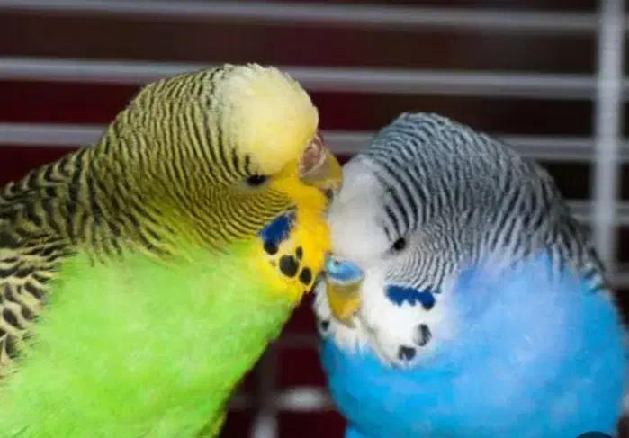 مرغ عشق|پرنده|بیجار, |دیوار