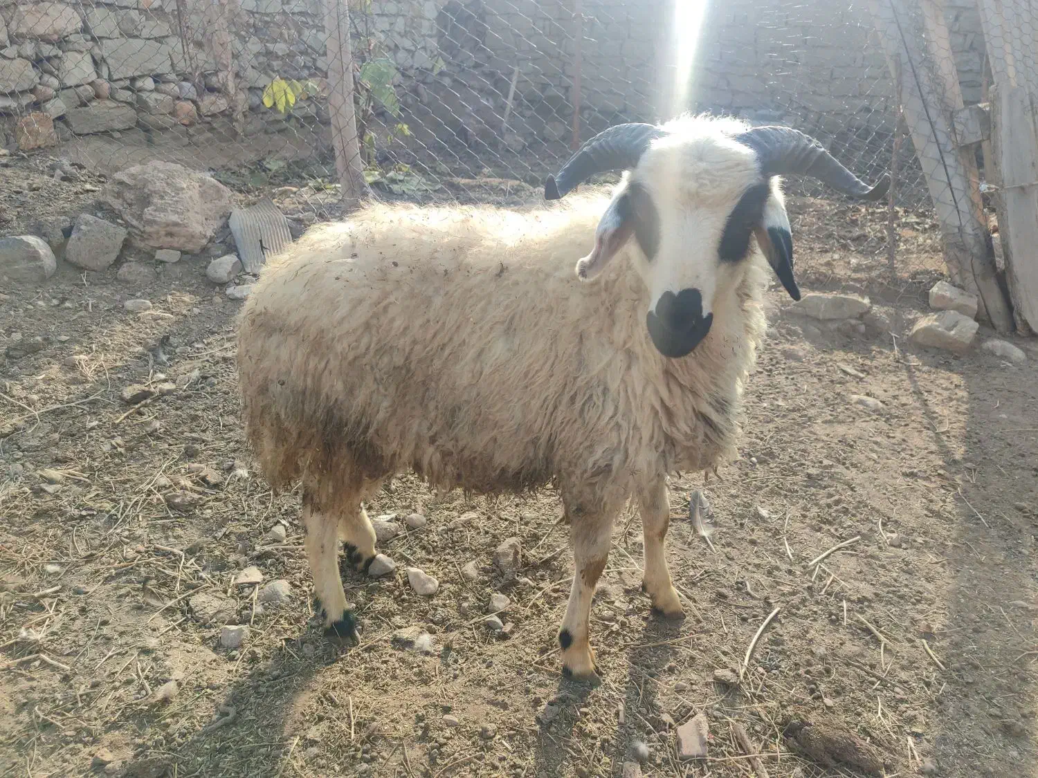 گوزو .نر|حیوانات مزرعه|شوط, |دیوار