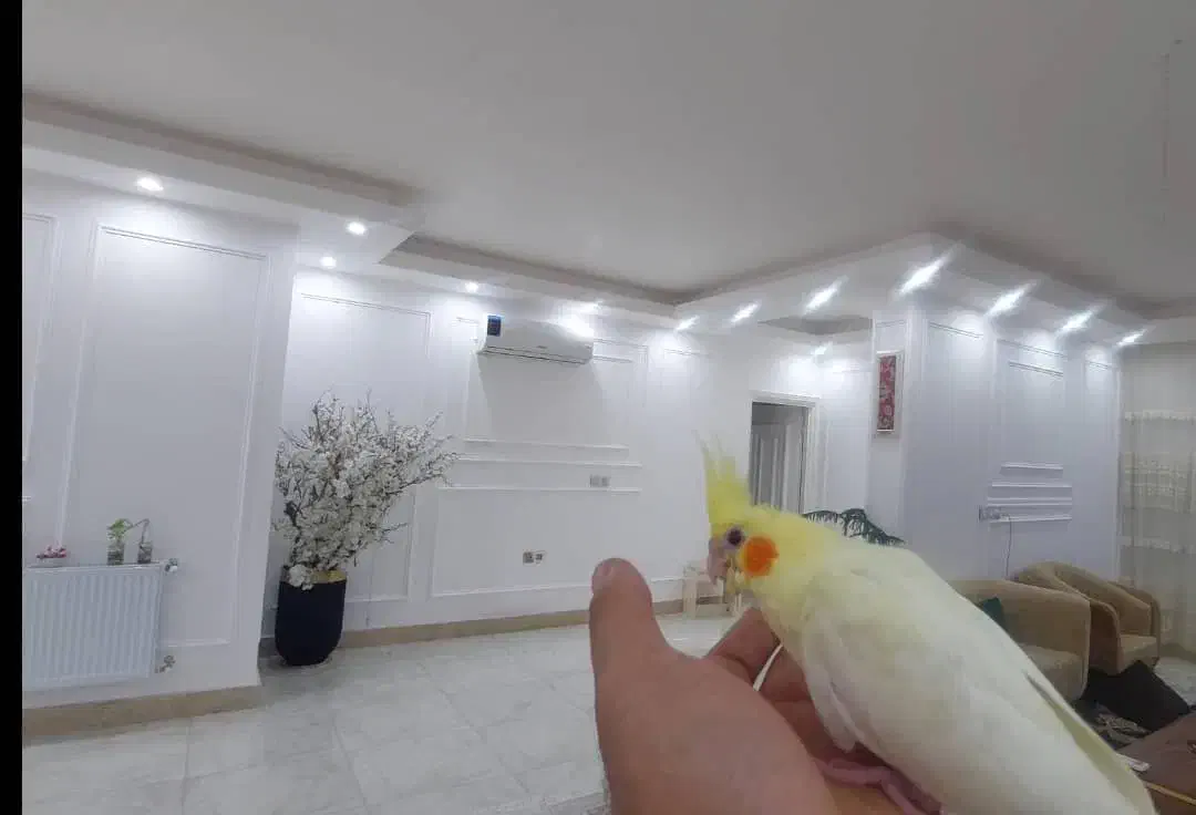 گم شده عروس هلندی|حیوانات|بندر گناوه, |دیوار