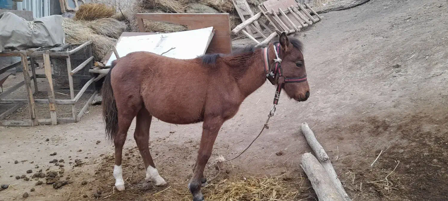 اسب|اسب و تجهیزات اسبسواری|خلخال, |دیوار