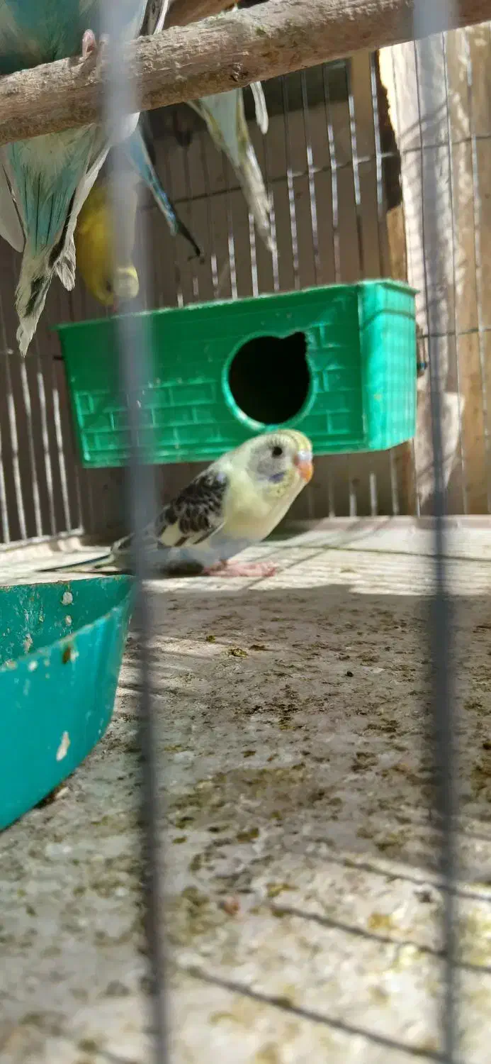 مرغ عشق مولد به شرط جوجه|پرنده|پاکدشت, پاکدشت (مامازند)|دیوار