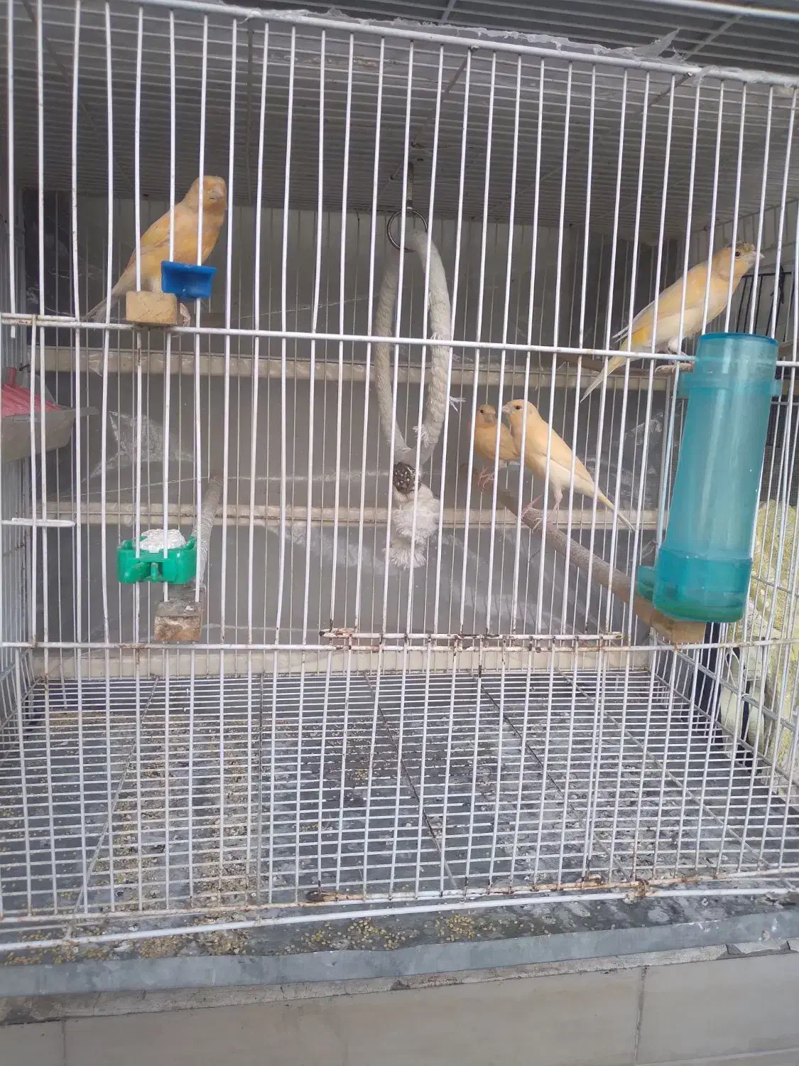 نیومده.جوون|پرنده|مشهد, کارگران|دیوار