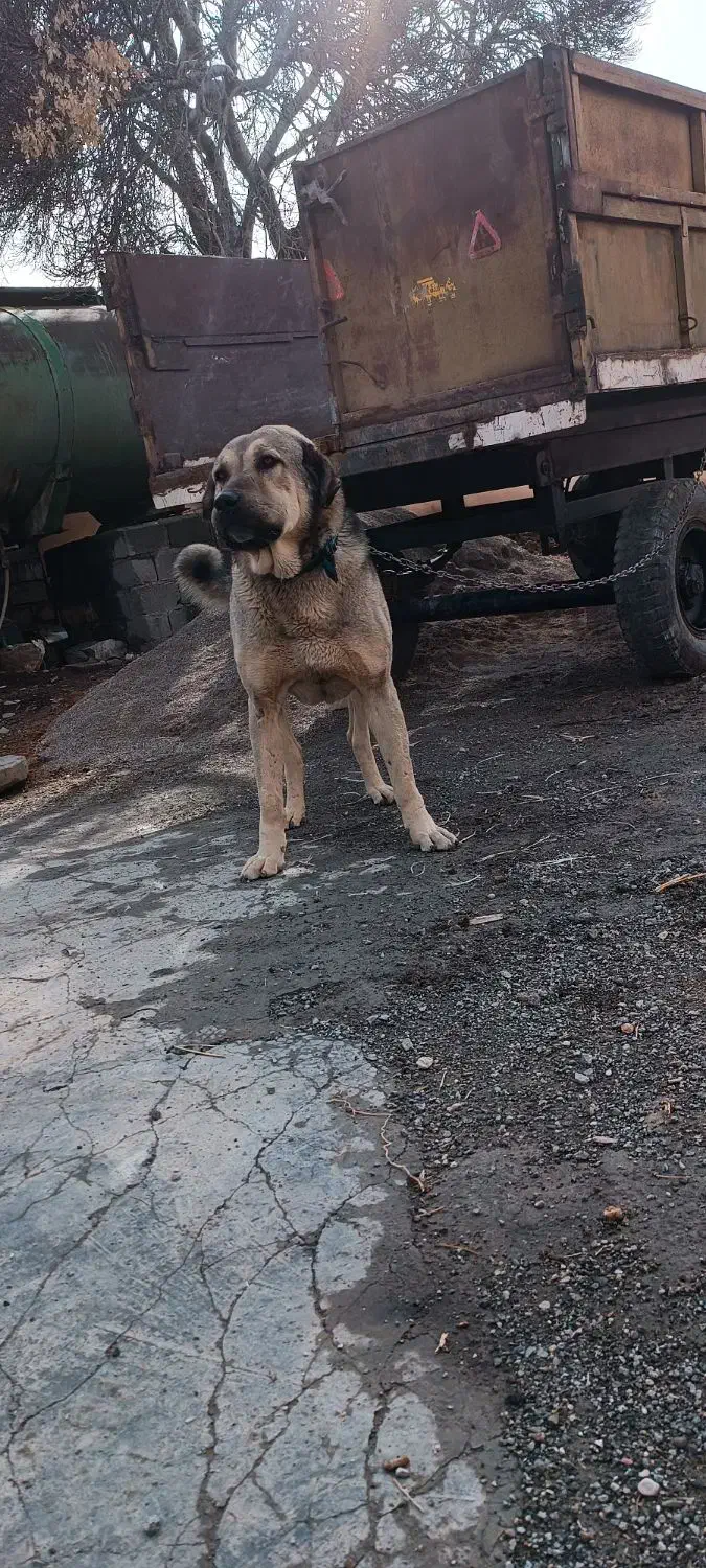 واگذاری سگ پژدر|سگ|ماهیدشت, |دیوار