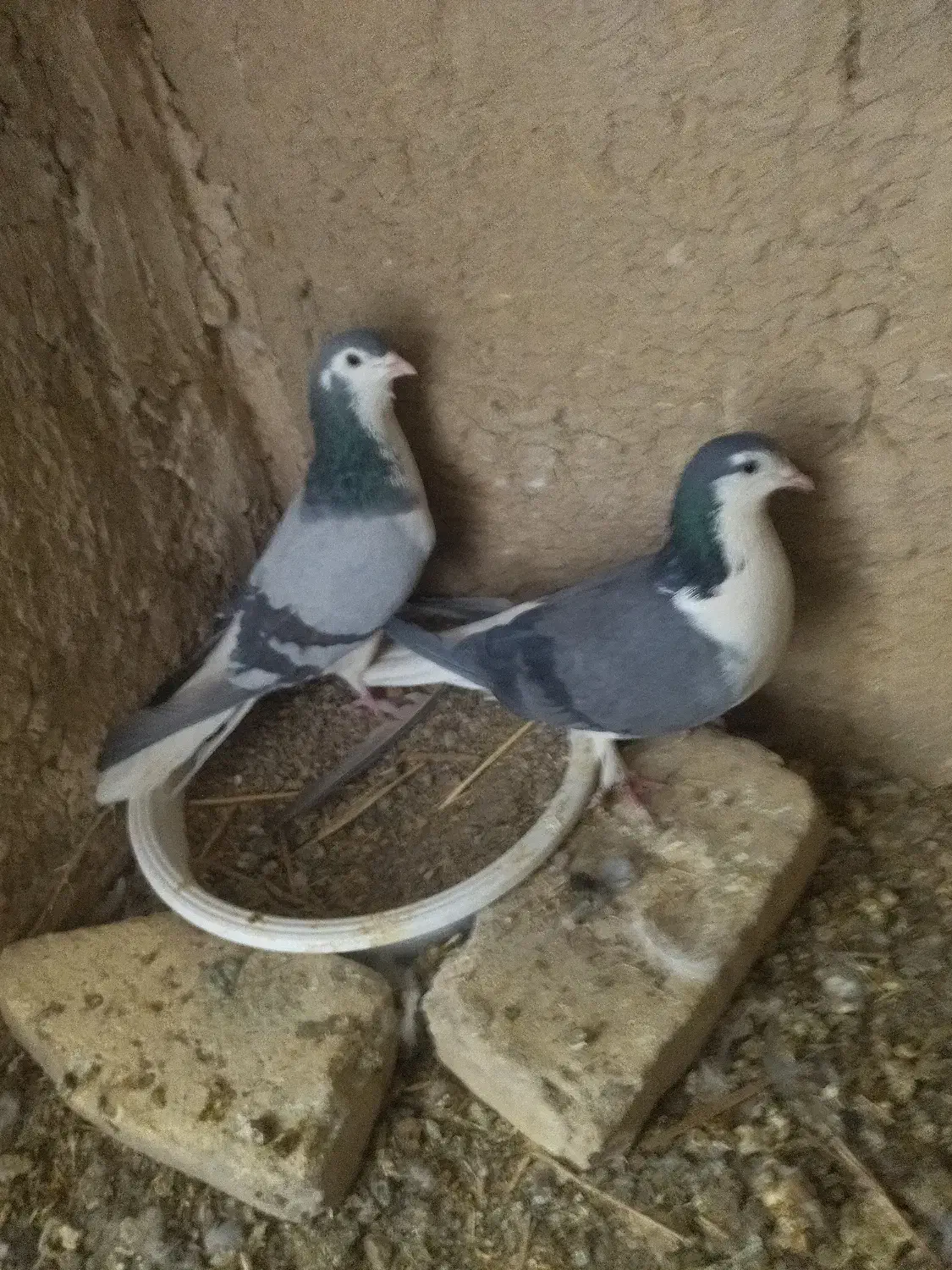 کبوتر|پرنده|حبیب آباد, |دیوار