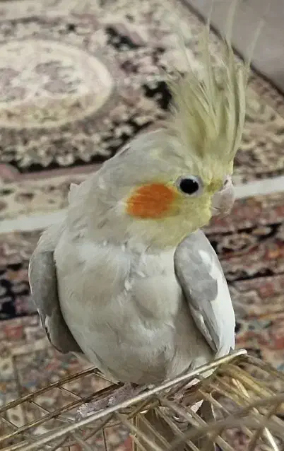 عروس هلندی آهویی|پرنده|الوند, |دیوار