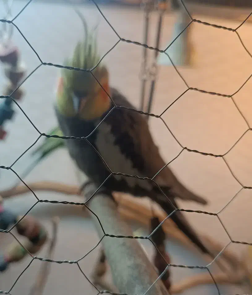 عروس باقفس لوازم کامل 800 تومان|پرنده|لاهیجان, بازکیاگوراب|دیوار